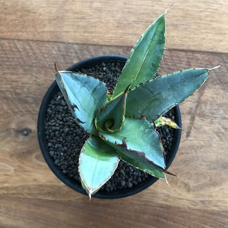 Agave Titanota Black Spin