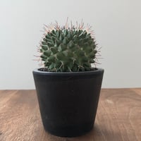 Mammillaria Vagaspina