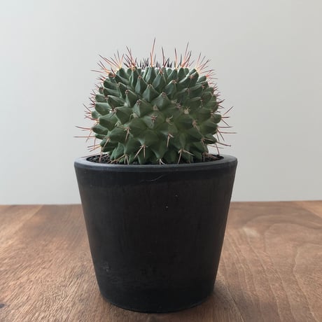 Mammillaria Vagaspina