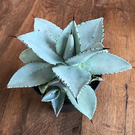 Agave Dragon Toes