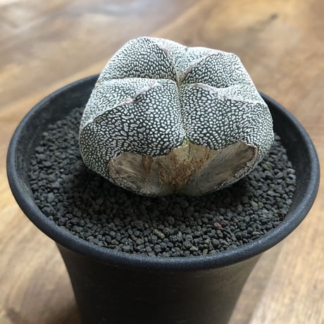 Astrophytum Myriostigma