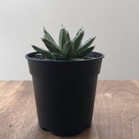 Agave Victoria Reginae