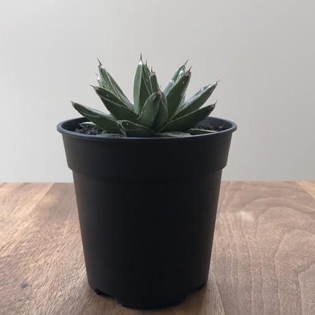 Agave Victoria Reginae
