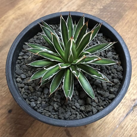 Agave filifera ssp. schidigera White Strip