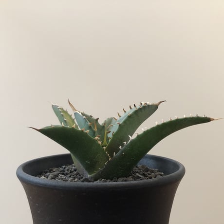 Agave Titanota Fo-076
