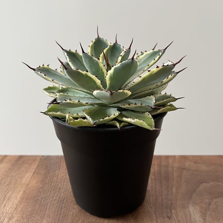 Agave Potatorum kishokan