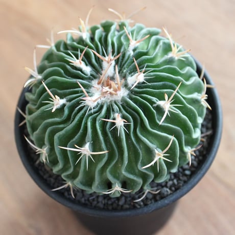 Echinofossulocactus lamellosus