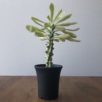 Euphorbia neriifolia f. varieg. crist.