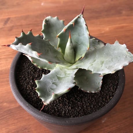 Agave colorata