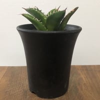 Agave Titanota