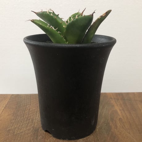 Agave Titanota