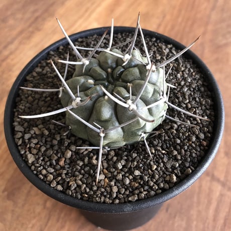 Gymnocalycium  nigrum