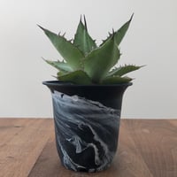 Agave   Titanota  Azul