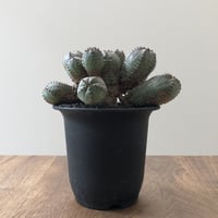 Euphorbia Obesablow