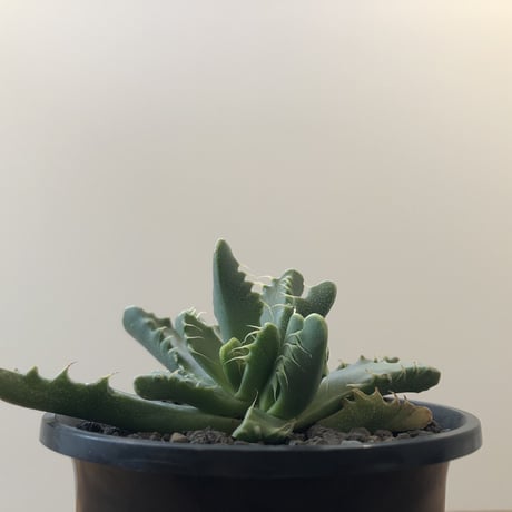 Faucaria Dotou