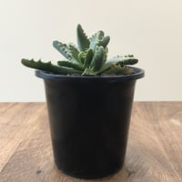 Faucaria Dotou