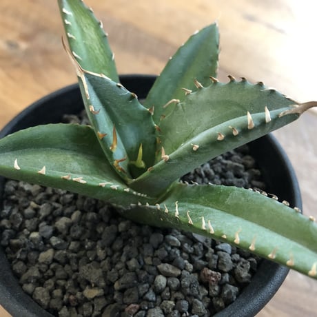 Agave Titanota Fo-076