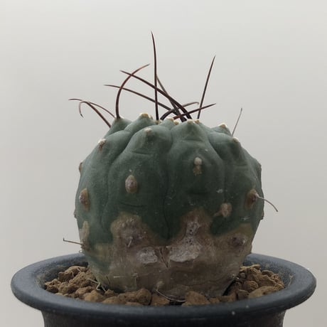 Matucana madisoniorum