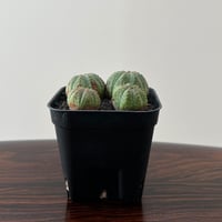 Euphorbia Obesa