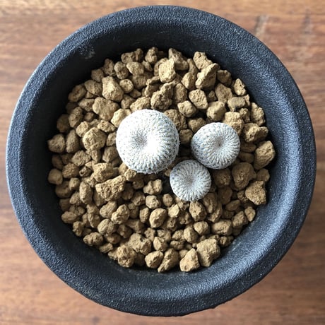 Epithelantha micromeris