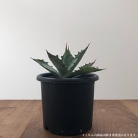 Agave Colorata