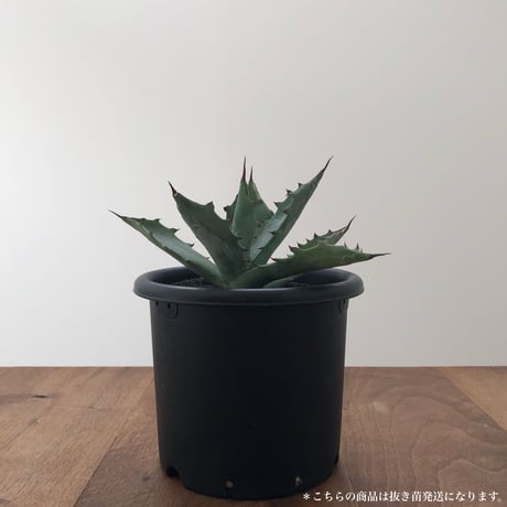 Agave Colorata