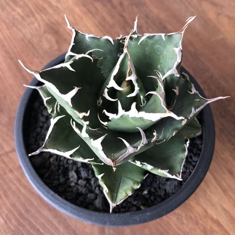 Agave  titanota FO-076