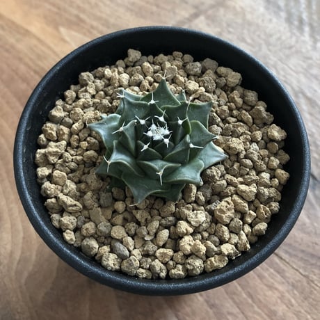Obregonia denegrii
