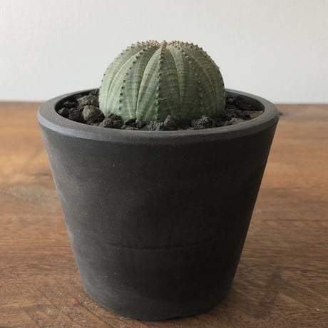Euphorbia obesa