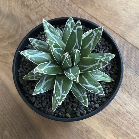 Agave Victoria Reginae