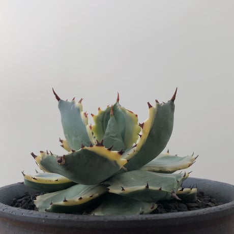 Agave Isthmensis Ohi Kabutogani