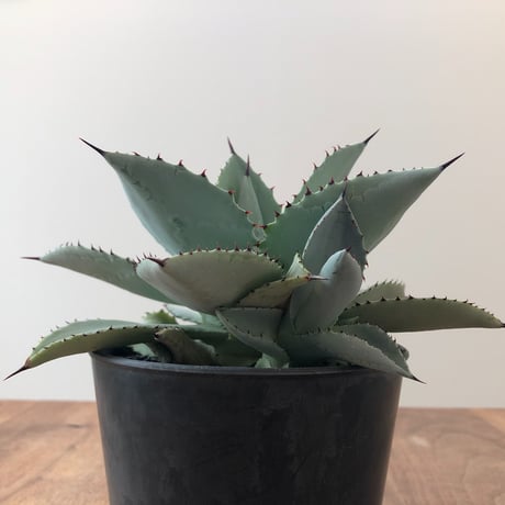 Agave Dragon Toes