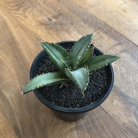Agave Titanota Fo-076