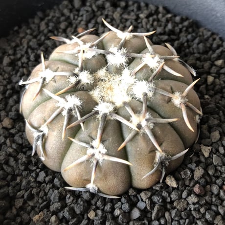 Gymnocalycium bodenbenderianum