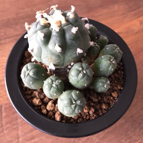 Lophophora