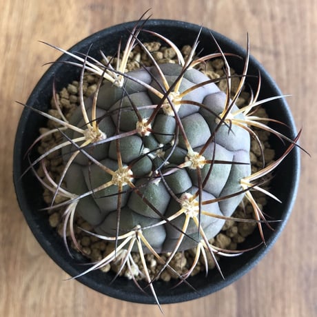 gymnocalycium pflanzii var.albipulpa