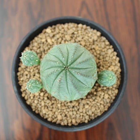 Euphorbia Obesa