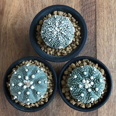Astrophytum asterias  3set