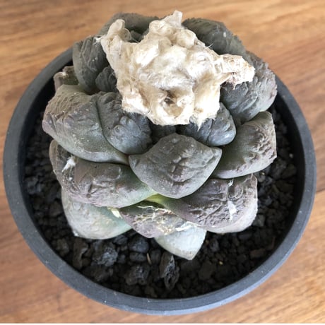 Ariocarpus fissuratus v.lloydii