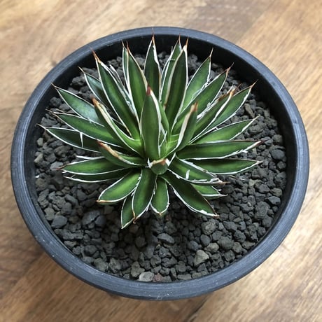 Agave filifera ssp. schidigera White Strip