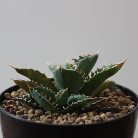 Agave Titanota FO-076