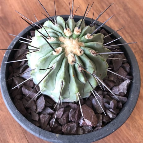 Copiapoa cinerea v. dealbata