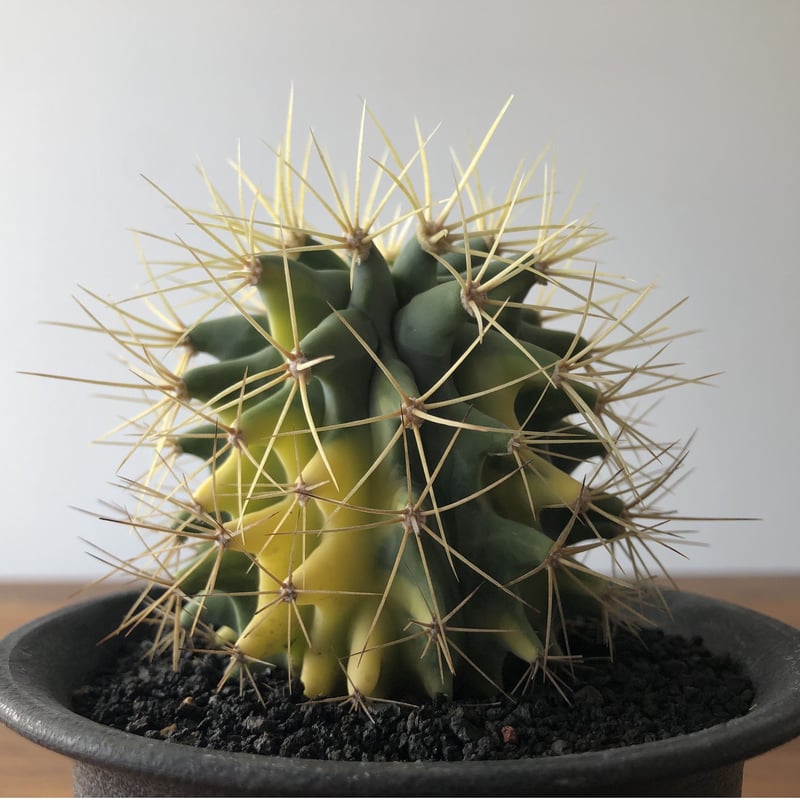 Ferocactus glaucescens | EL Damian
