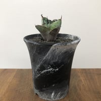 Agave Titanota Black and Blue