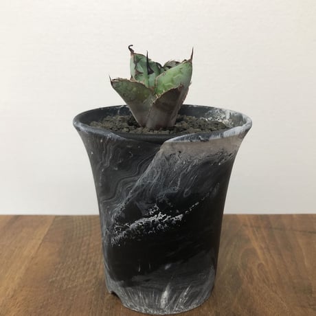 Agave Titanota Black and Blue