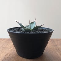 Agave Parryi Truncata