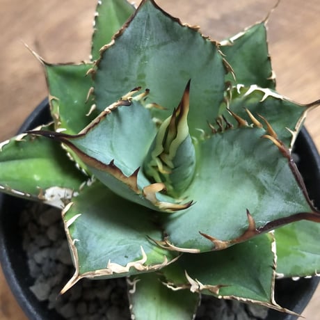 Agave Titnota
