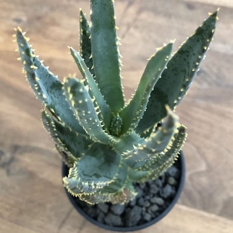 Aloe dichotoma