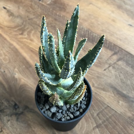 Aloe dichotoma