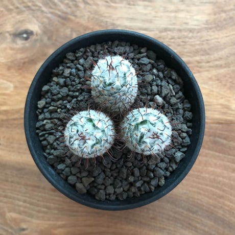 Mammillaria Perezdelarosae